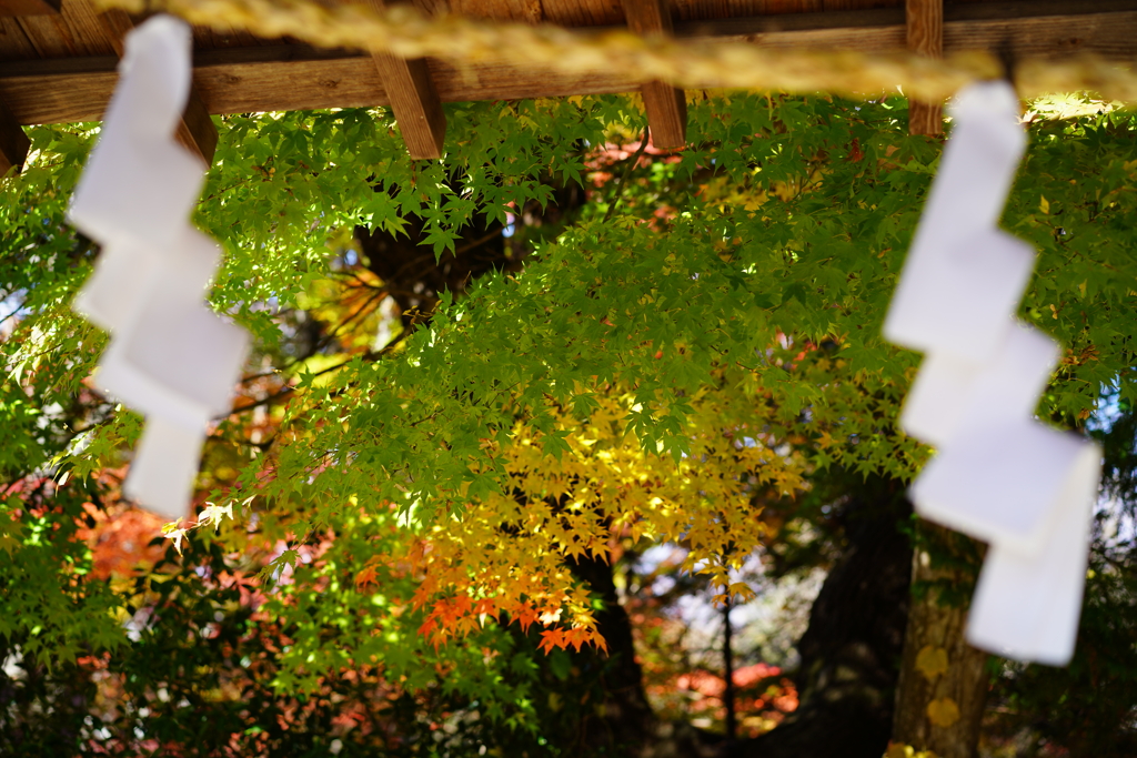 向こうの紅葉