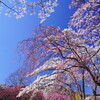 光前寺の桜