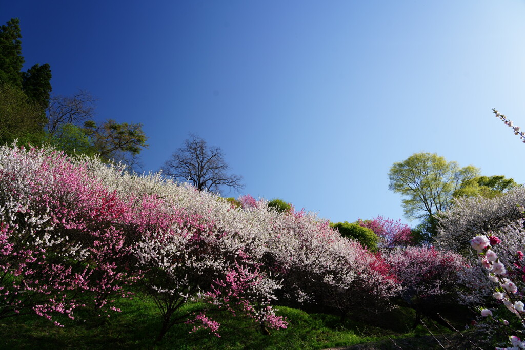 阿智の花桃