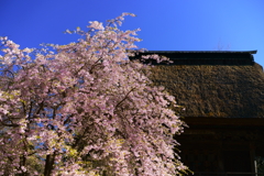 霊松寺のシダレザクラ