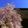 霊松寺のシダレザクラ