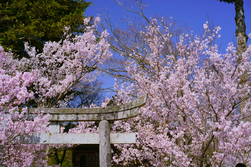 鳥居と桜