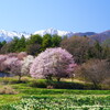 水仙と桜と春の残雪