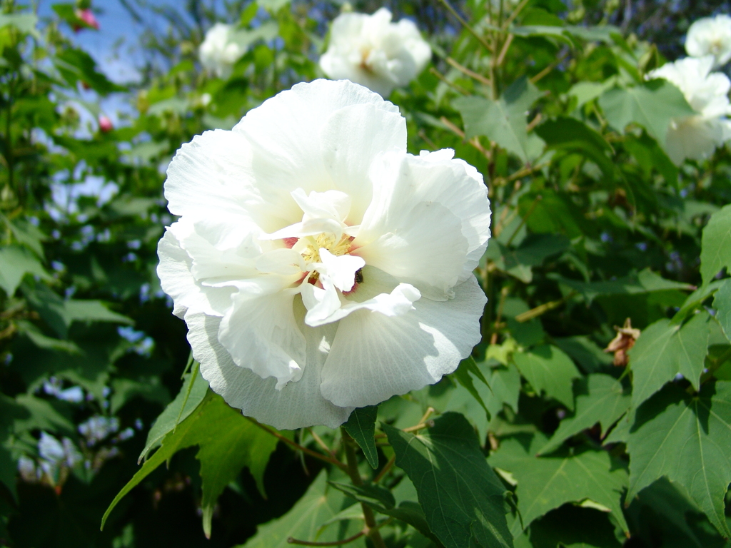 芙蓉の花