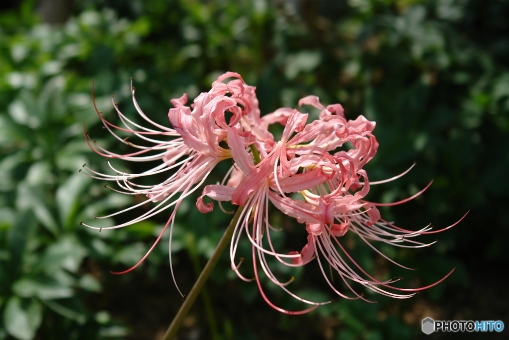 ピンクの曼珠沙華