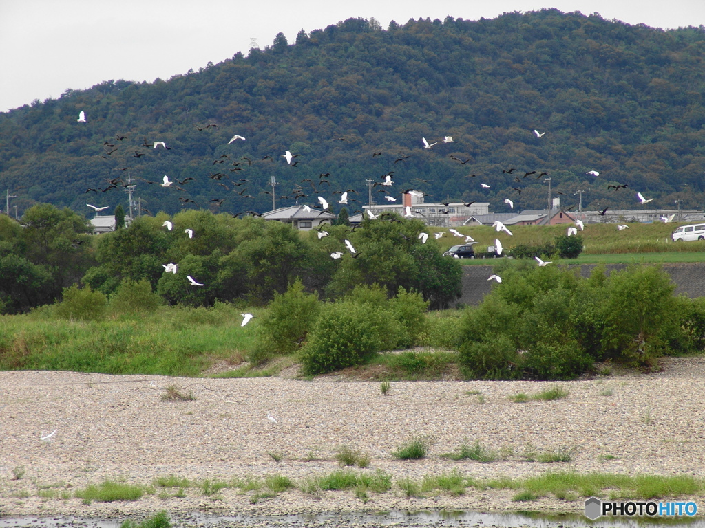 鳥の群れ