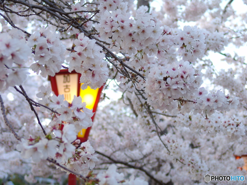 夜桜１