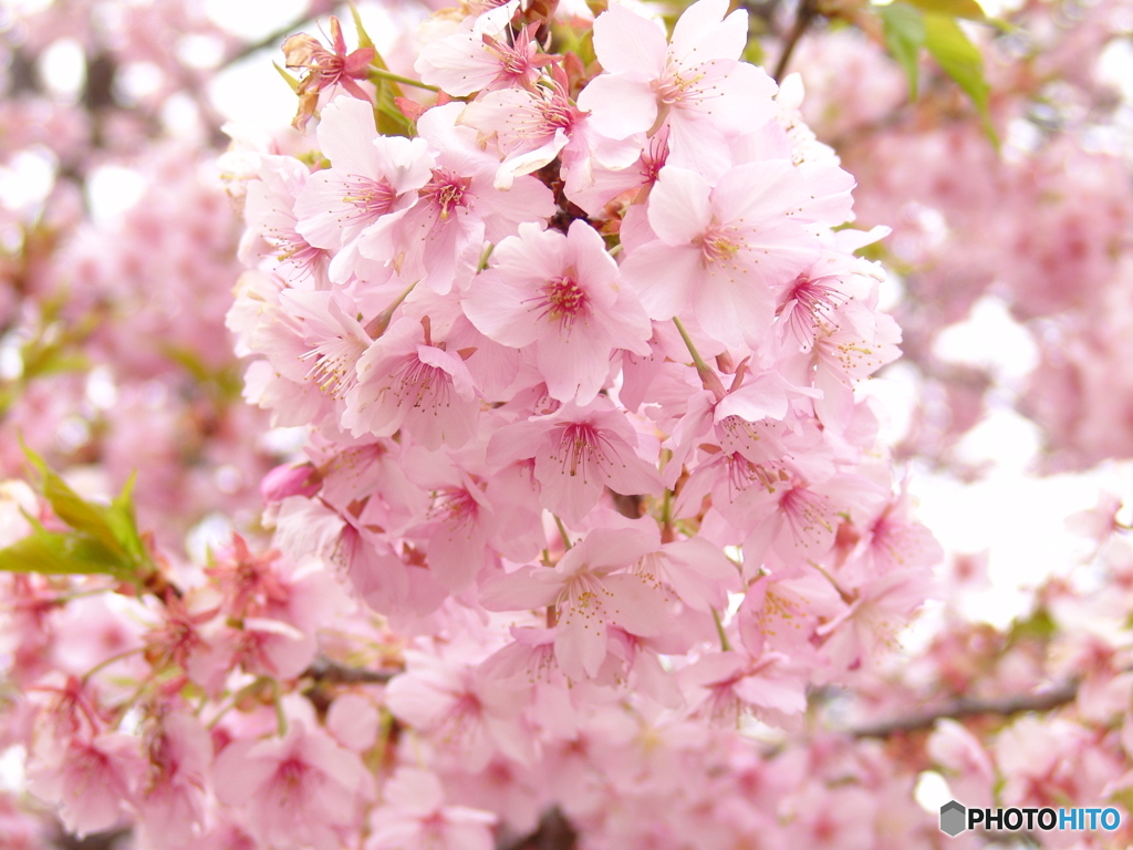 三月二十日曇り　河津桜6