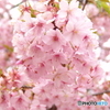 三月二十日曇り　河津桜6