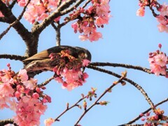 河津桜とひよくん1