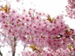 三月二十日曇り　河津桜4