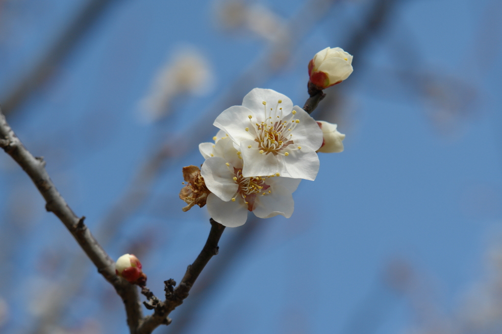 春が来た　梅１