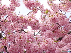 三月二十日曇り　河津桜9