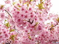 三月二十日曇り　河津桜１