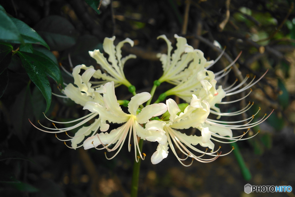 白い曼珠沙華