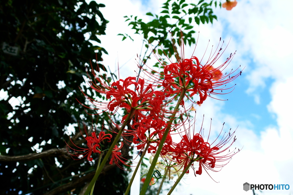 曼珠沙華1