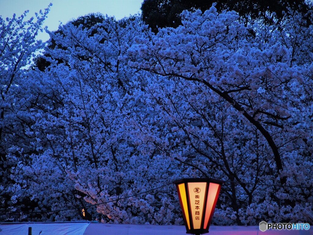 夜桜3