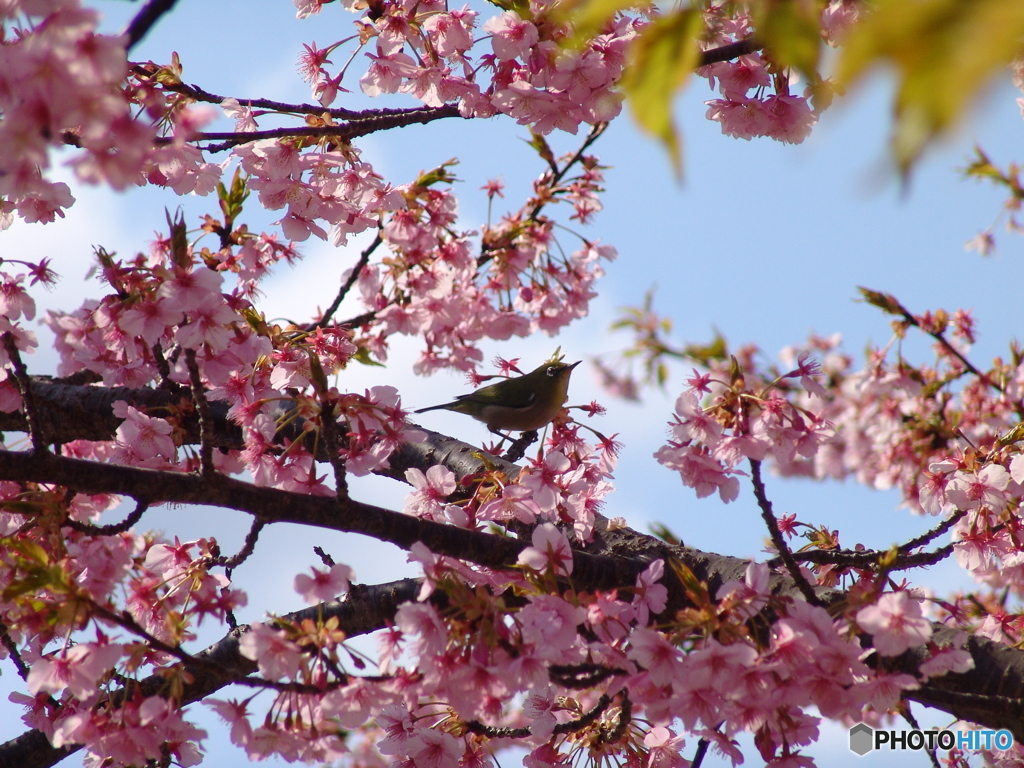 河津桜3　F828