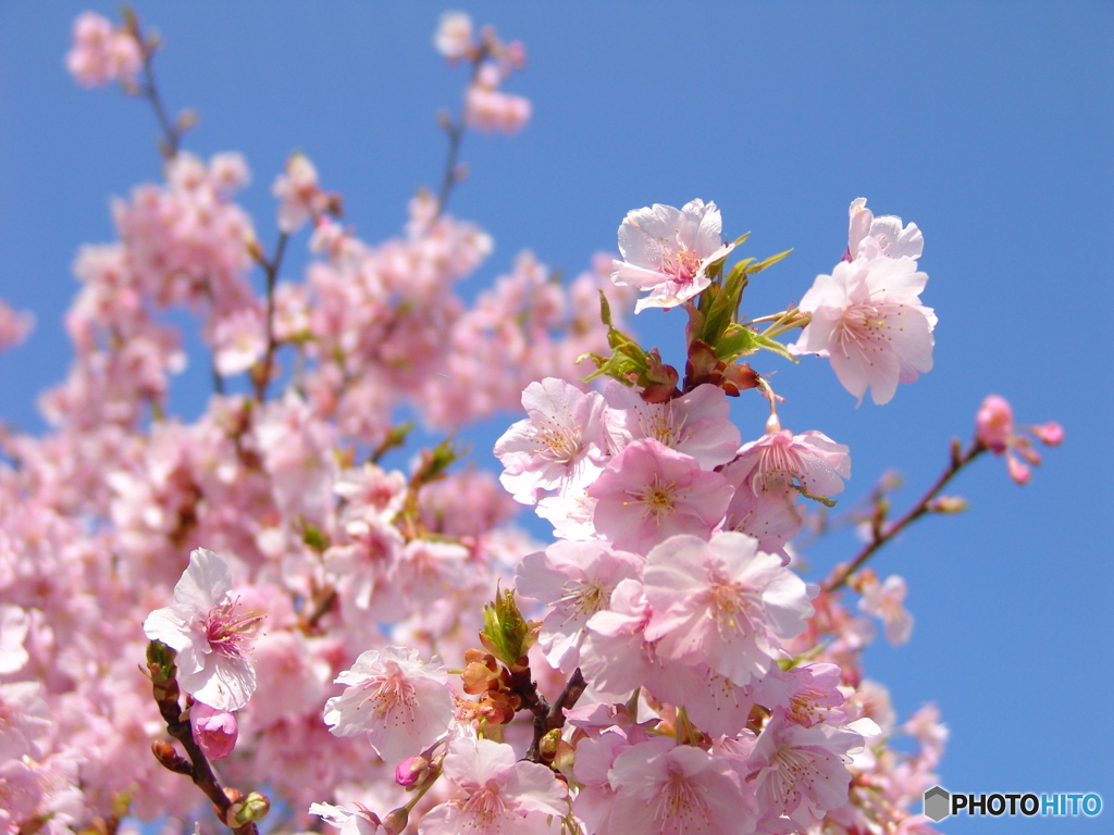 河津桜1　F828