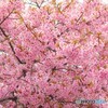 三月二十日曇り　河津桜2