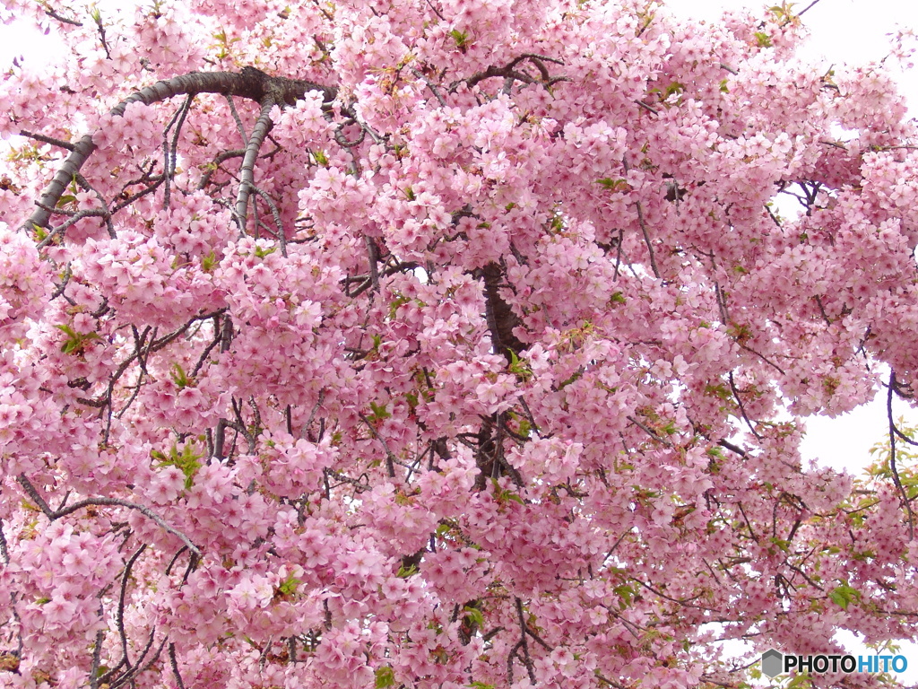 三月二十日曇り　河津桜１０