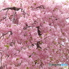 三月二十日曇り　河津桜１０