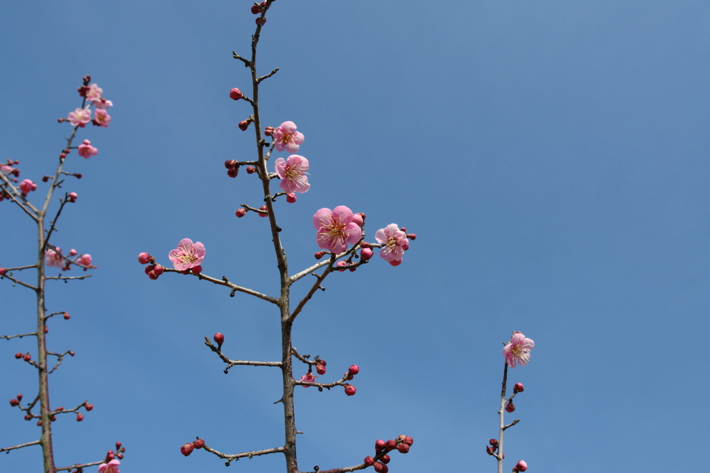 春が来た　梅3