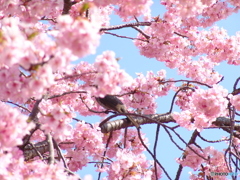 河津桜とひよ3