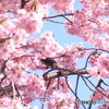 河津桜とひよ3