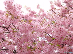 三月二十日曇り　河津桜7