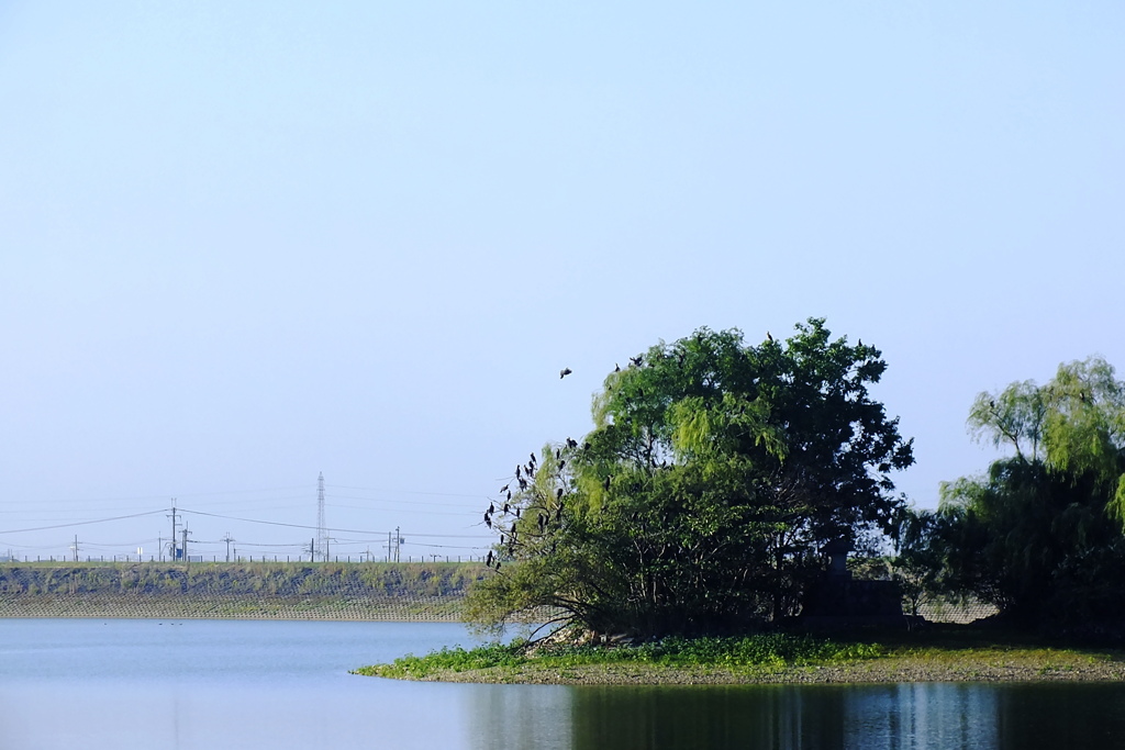 中の島は鳥の島