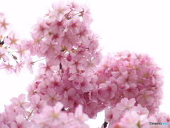 三月二十日曇り　河津桜8