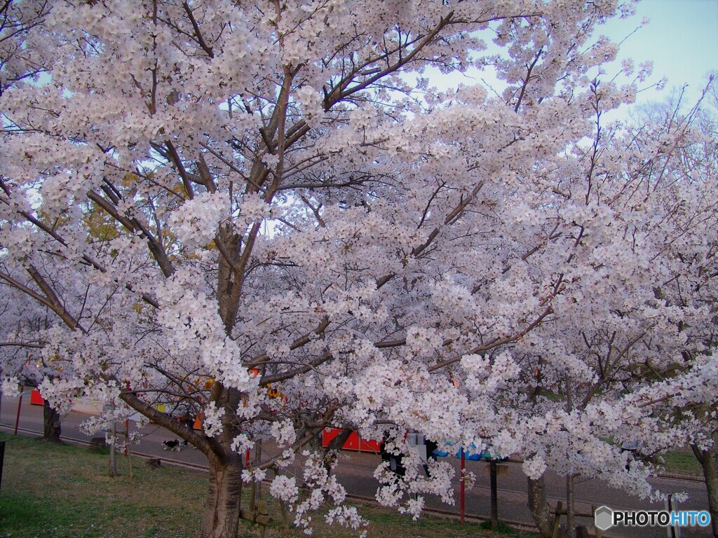夜桜2