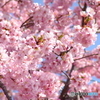 河津桜2　F828