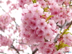 三月二十日曇り　河津桜3