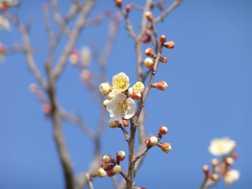 春が来た　梅5