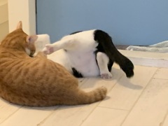 おにぃちゃんの…