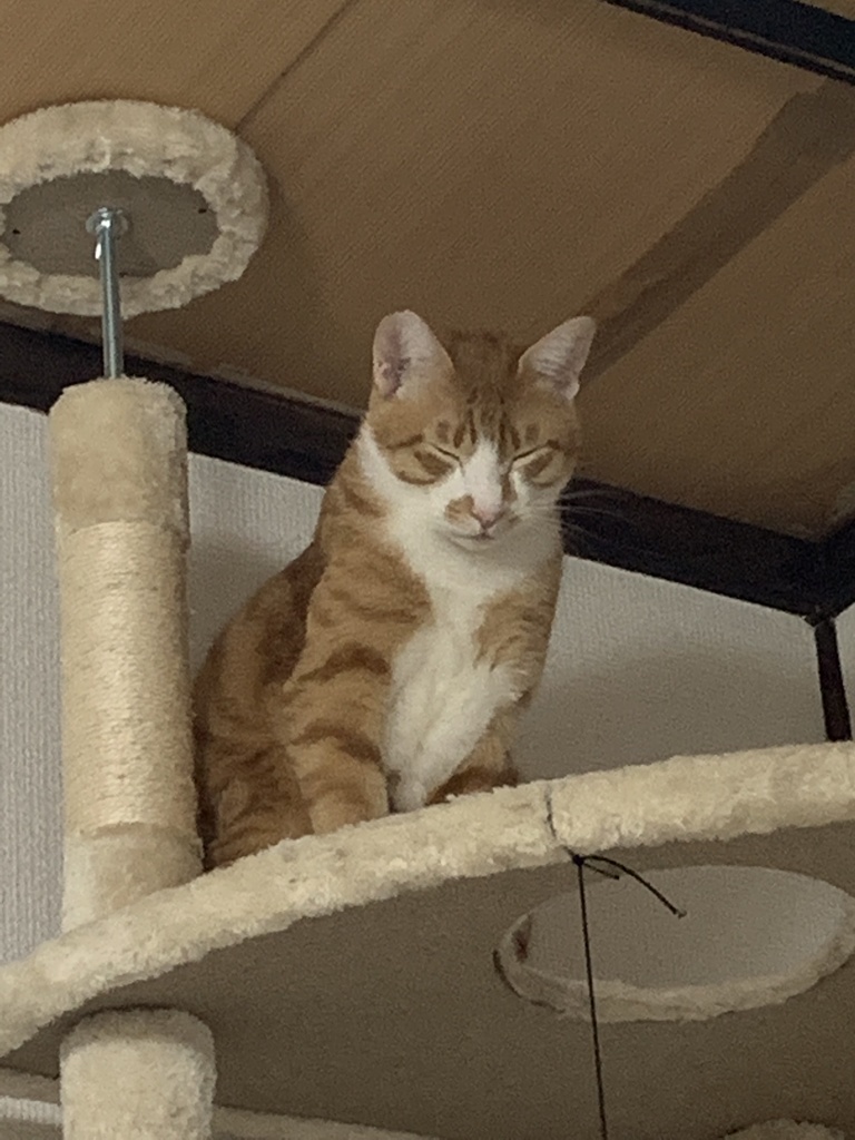 眠たいにゃー…