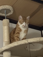眠たいにゃー…