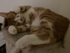 怒られたらにゃーんでごまかすにゃ♪