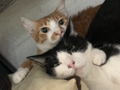 はるはおにいちゃん、ひなたはおとうと。