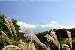 ススキと富士山