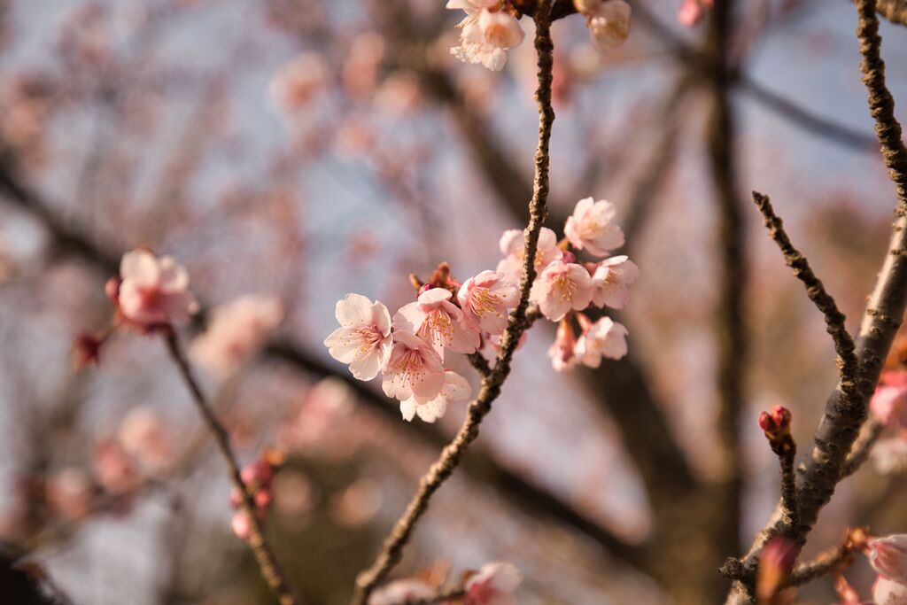 日立寒桜