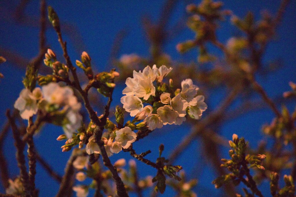 夜桜　まだ二分咲き