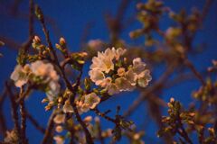 夜桜　まだ二分咲き