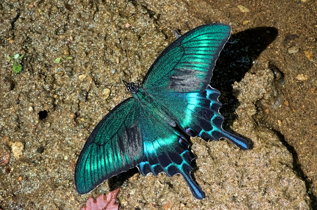 ミヤマカラスアゲハ