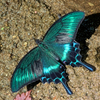 ミヤマカラスアゲハ