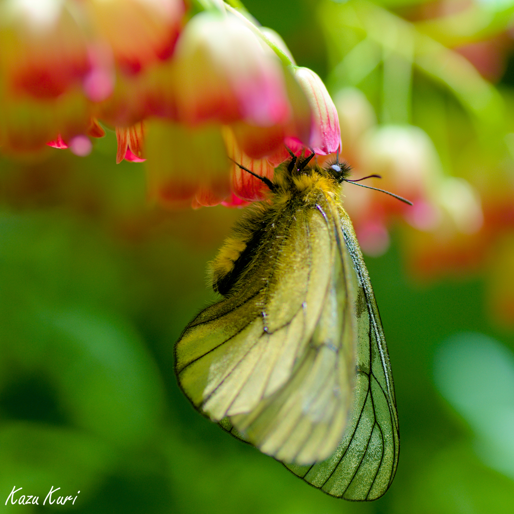 ウスバシロチョウ