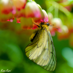 ウスバシロチョウ