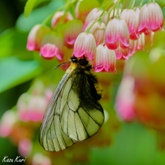 サラサドウダン